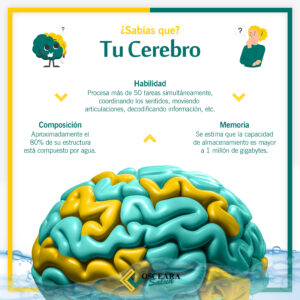 Lee más sobre el artículo Cerebro